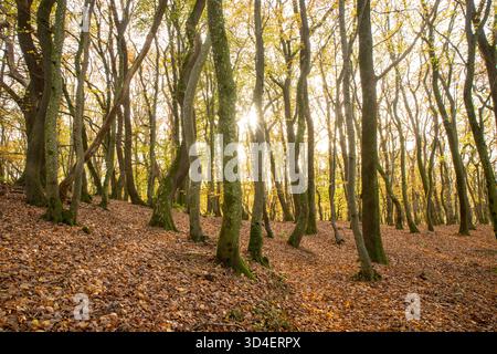 Alberi da fiaba curvati nella foresta in autunno con foglie sul terreno un sentiero a piedi, sfondo autunnale Foto Stock