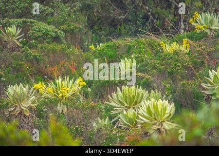 Un paesaggio lussureggiante caratterizzato da frailejones che fioriscono in mezzo alla vibrante flora autoctona di Purace, Cauca, Colombia. Foto Stock