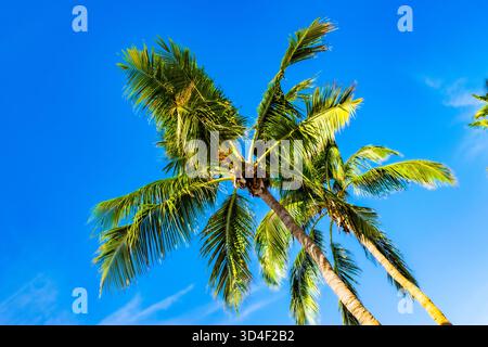 Una palma a LOS ANGELES girata da un angolo basso. Con foglie verdi e Skys blu. Foto Stock