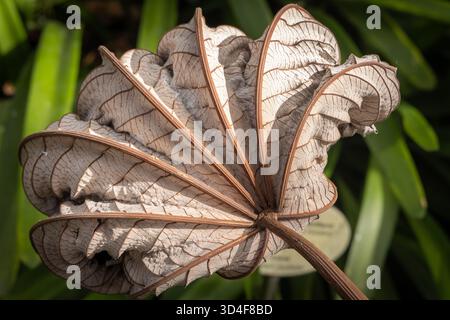 Giardini botanici, Puerto de la Cruz, Tenerife, Isole Canarie, Spagna. Foto Stock