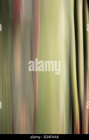 selezione della pelle esterna di colore arcobaleno dell'arcobaleno. il vento e le intemperie eliminano rapidamente la vecchia pelle e la sostituiscono con una nuova pelle colorata Foto Stock