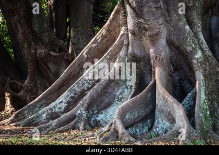 bellissimo albero di fico che mostra sistemi di radici ben sagomati Foto Stock