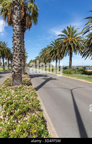 Fiori accanto a Riverside Drive nella città di Perth, Western Australia, WA, Australia Foto Stock