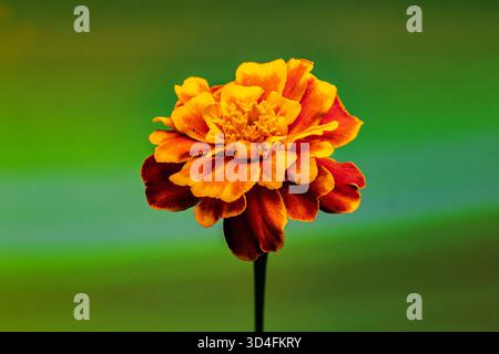 Vivace fiore di calendula arancione su un lussureggiante sfondo verde. Perfetto per la natura, il giardinaggio e il design floreale Foto Stock