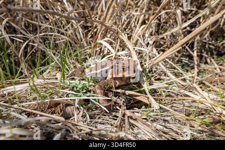 Rospo comune giapponese (Bufo praetextatus o Bufo japonicus), lungolago, lago Tanuki, Fujinomiya, Shizuoka, Giappone Foto Stock