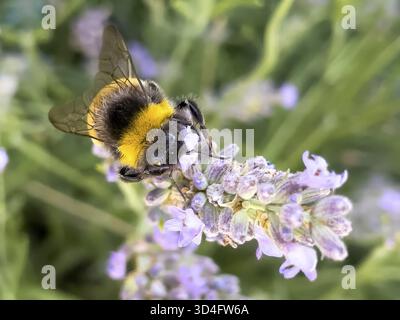 Primo piano di bumblebee (Bombus Terrestris) seduto su un nettare succhiante, internazionale Foto Stock