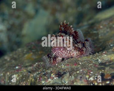 Un piccolo scorpione, la piccola testa di drago (Scorpaena notata), riposa mimetizzato sul fondo del mare, circondato da texture naturali e colori tenui nella M Foto Stock