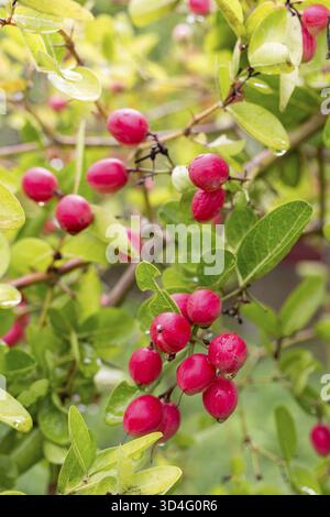 Primo piano di manghi maturi e uva spina appesi su un albero, circondati da foglie verdeggianti Foto Stock