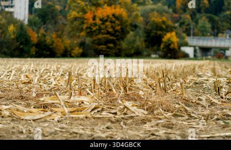 Vista di un campo di mais raccolto con foglie secche e resti di stocchi di mais giacenti sul terreno dopo la raccolta in autunno Foto Stock