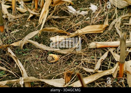 Vista ravvicinata di un campo di mais raccolto con foglie secche, steli e una pannocchia di mais rimasta sul terreno dopo il raccolto autunnale Foto Stock