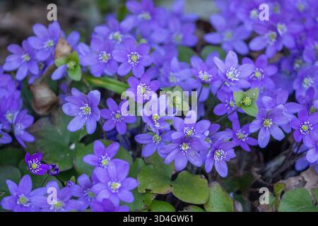 Primo piano di fiori di hepatica comune, Hepatica nobilis, Anemone hepatica Foto Stock