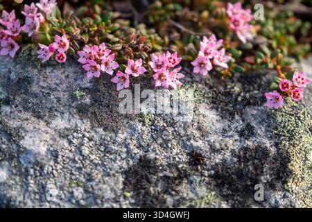 Bellissimi piccoli fiori rosa dell'azalea alpina, Kalmia procumbens, che fioriscono nella natura finlandese all'inizio dell'estate nella Finlandia settentrionale Foto Stock