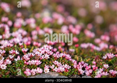 Bellissimi piccoli fiori rosa dell'azalea alpina, Kalmia procumbens, che fioriscono nella natura finlandese all'inizio dell'estate nella Finlandia settentrionale Foto Stock