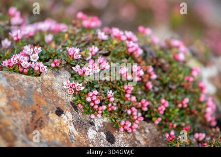 Bellissimi piccoli fiori rosa dell'azalea alpina, Kalmia procumbens, che fioriscono nella natura finlandese all'inizio dell'estate nella Finlandia settentrionale Foto Stock