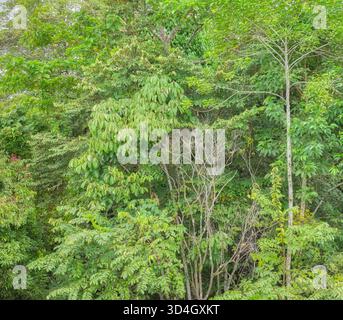 Vegetazione diversificata nella foresta pluviale della valle del Danum, Borneo, Malesia. Foto Stock