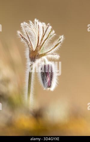 Il piccolo fiore pasque (Pulsatilla pratensis) che fiorisce su un alvar in natura estone Foto Stock