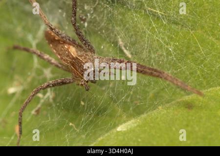 Primo piano di American Nursery Web Spider che manca due gambe Foto Stock