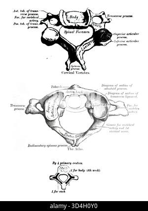 SEATTLE -SEP 18, 2023 - disegno anatomico vintage approfondito con vertebra cervicale e osso dell'atlante, che enfatizza le caratteristiche importanti e. Foto Stock