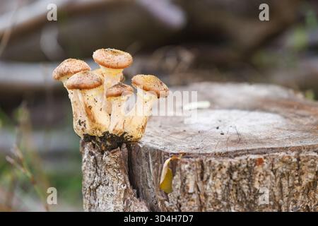 Funghi di miele che crescono su un vecchio ceppo d'albero. Piccolo gruppo di funghi commestibili di miele che crescono su un vecchio ceppo di alberi, simbolo di rinnovamento della natura e foresta l Foto Stock