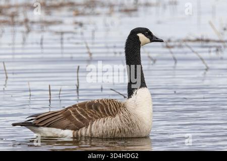 Un'oca canadese in Finlandia Foto Stock
