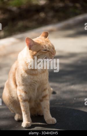 Gatto a righe gialle che vive per strada con un orecchio morso, riposante e curioso Foto Stock