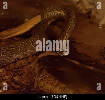 Il pitone di roccia africano, la più grande specie di serpenti del continente africano. Foto Stock