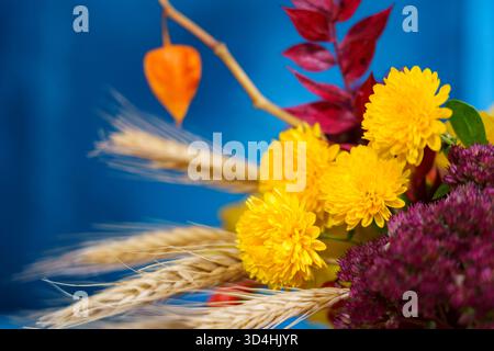 Composizione floreale luminosa con crisantemi gialli e frumento su sfondo blu Foto Stock