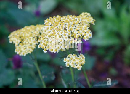 11 novembre 2025. Achillea Millifolium (Yarrow) varietà che cresce in un giardino nell'Irlanda del Nord all'inizio dell'inverno. Foto Stock