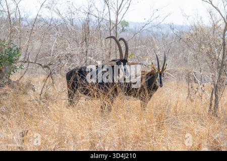 Sable Antelope in piedi in erba lunga Foto Stock