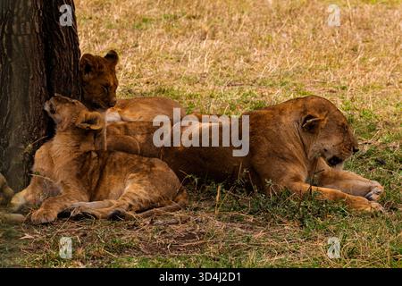 Una leonessa e i suoi cuccioli riposano all'ombra di un albero nel Parco Nazionale del Serengeti in Tanzania, in cerca di tregua dal sole africano. Foto Stock