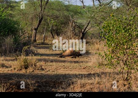 Una carcassa di zebra si trova nel Parco Nazionale del Serengeti, Tanzania. È probabile che gli scavengers si nutrano dei resti. Foto Stock