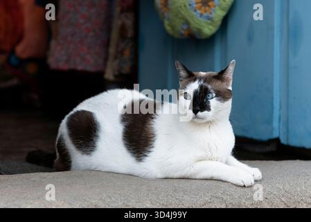 Bellissimo gatto bianco con macchie marroni Foto Stock