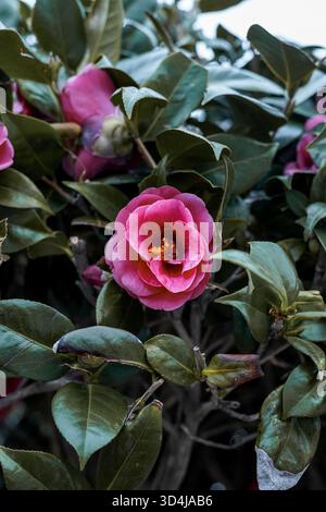 Primo piano di un vivace fiore di camelia rosa in fiore tra foglie di verde scuro Foto Stock
