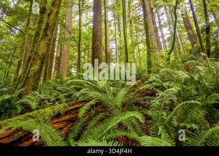 Un'ampia e bassa vista di un pavimento temperato della foresta pluviale, ricoperto da vivaci felci verdi e un grande tronco in decomposizione coperto di muschio, con alti alberi nel Foto Stock