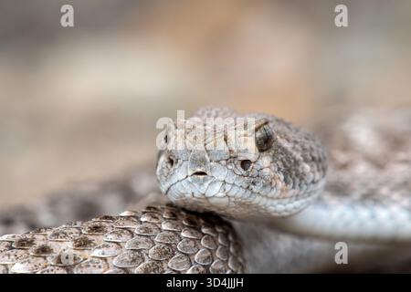 Western Diamondback Rattlesnake (Crotalus atrox) Foto Stock