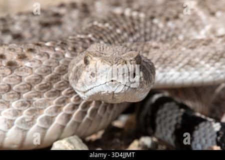 Western Diamondback Rattlesnake (Crotalus atrox) Foto Stock