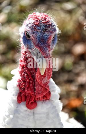 Primo piano di una Turchia interna. Foto Stock