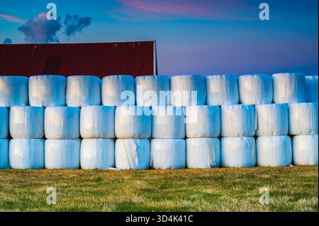 In una fattoria di Molndal, Svezia, i rotoli di fieno sono impilati in modo organizzato. Un fienile rosso rustico contrasta splendidamente con il cielo azzurro limpido, creato Foto Stock