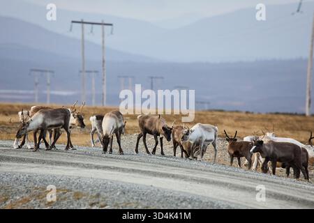 Un gruppo di renne che attraversano una strada sterrata nel nord della Svezia Foto Stock