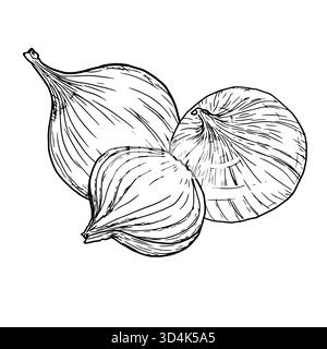 Cipolla, intera e tagliata in anelli e fette, disegnare. Illustrazione vettoriale. Verdure e spezie di fattoria, isolate su sfondo bianco. Per le ricette, uomini Illustrazione Vettoriale