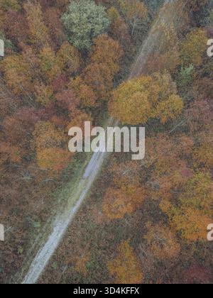 Vista aerea di uno stretto sentiero che attraversa una vibrante foresta autunnale, dove gli alberi sono dipinti in tonalità d'oro, ruggine e cremisi, A Cañiza, Pontev Foto Stock