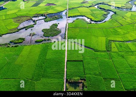 Vista aerea panoramica della lussureggiante risaia verde con strada rurale tagliata e tortuoso fiume in campagna Foto Stock