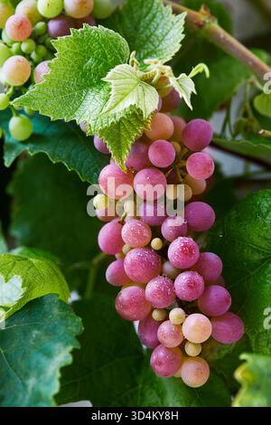 Foto macro dettagliate di un grappolo d'uva nelle tonalità del rosa e del viola, con foglie di vite fresche e goccioline d'acqua, che simboleggiano la vendemmia, il viticultur Foto Stock