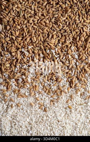 Fondo composto da chicchi di riso crudo e riso lavorato. Vista dall'alto. Foto Stock