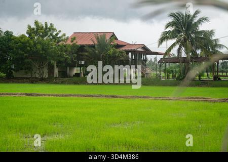 Una tradizionale palafitta malese accanto a lussureggianti risaie verdi dopo la pioggia nella Malesia rurale, che mostra la calma e la freschezza della campagna Foto Stock
