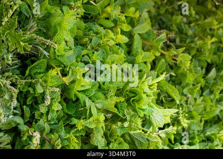 Menta piperita al mercato della frutta, Marrakech, Marocco. Zecca marocchina fresca al mercato di Marrakech, Marocco. Sfondo verde. Foto Stock