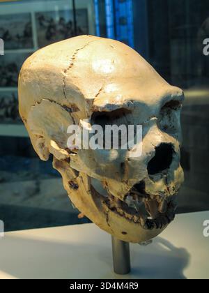 Cranio di Neanderthal di circa 400.000 anni, rinvenuto in un deposito di grotte di Atapuerca in Spagna, che sono i resti preistorici di un antenato homo sapiens, Foto Stock