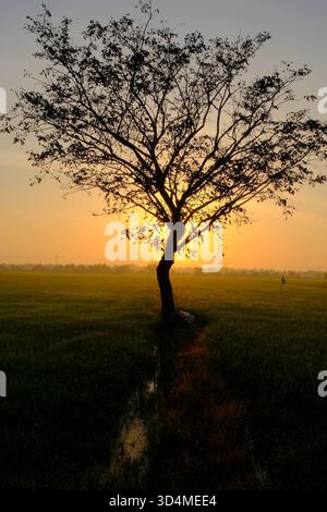 Profilo dell'albero con baldacchino che cresce accanto al canale di irrigazione in risaie durante l'alba dorata. L'acqua riflette la calda luce del mattino. Di Foto Stock