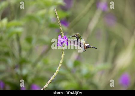 Colibrì di coda di coda intrecciata che si nutre e si arrocca tra i fiori viola nella foresta nuvolosa andina dell'Ecuador. Foto Stock