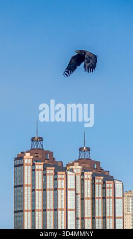 Aquila sopra i grattacieli di Vladivostok, simbolo della fauna urbana e dell'ecosistema unico della città dell'Estremo Oriente. Foto Stock
